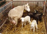 Prachtige blauwe en witte lammeren van Swifterram 8809-0800 Charles