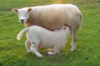 Lammeren in de weide met hun moeders