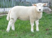 Goed groeiende lammeren van texelaar 3892-07345