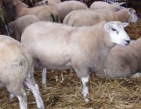 jonge Swifter rammen en Texelaarrammen gekeurd 2008