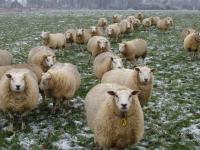 Gelukkig Nieuwjaar namens de schapen op 1 januari in de winterweide