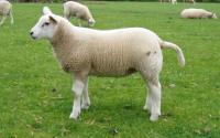 Alle Swifter en Engelse Texelaar lammeren geboren
