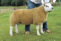 260.000 Euro voor Texelse ram Deveronvale Perfection in Lanark