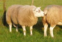 Rammen weer bij de ooien (foto William en Lumbylaw ORL07010 )
