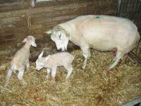 Lammeren geboren van 6390-0965 en Malvern 30 4899-00030