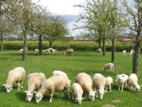 Alle ooien en lammeren deze week in de weide 21 april