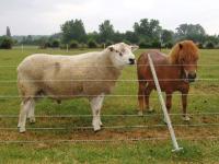 30 juni alle Texelaar en Swifter lammeren gescand en gewogen