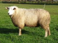 Jim 8809-58141, F1 van een 50% Engelse Texelaarooi