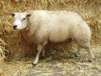 Didam 4705-43165 Jonge Texelaar ram met beste groei en ontwikkeling