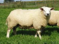 06390-58033 Rob Roy