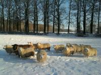 Texelse ooilammeren met hun blauwe Swifter tante in natuurgebied