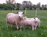 Schapen met lammeren in de weide april 2011