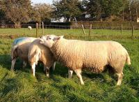 Hoogste vleeslamindex van Nederland is ram Malvern 4899-00030