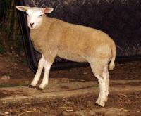 Ooilam van ooi 8809-01030 en ram 8809-58130