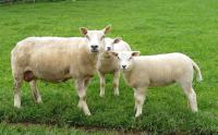 Vleeslamindexen bekend , foto Texelse ooi 706 met Malvern lammeren