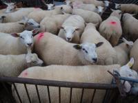 AlleTexelse lammeren gescand en Swifter rammen gekeurd 8 juni 2011