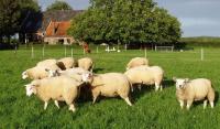 Nieuwe opmaak van de site, foto Swifter ooilammeren 2011