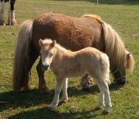Mini Shetlander pony's toegevoegd aan de Site