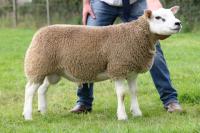 Texel Show & Sale Lanark 24-25 augustus (foto Cabwell Socrates)