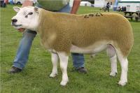 Kelso Ram Sales  9th September 2011 