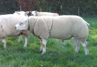 Swifter en Texelaar rammen bij de ooien (foto Handbank Rob Roy)