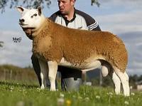 Texel Rams Sell to 60,000gns at Lanark
