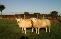 Rammen bij de ooien in de herfstzon (foto Superieur 4899-58235 )