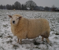 23 januari 2013 sneeuw en vorst maar de schapen hebben er geen last van