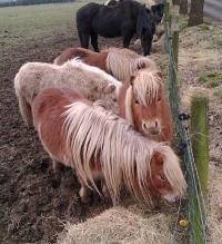 Shetlanders wachten op het voorjaar!