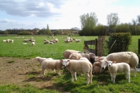 Schapen en lammeren 30 april in de weide