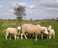 Texel ram lam en Swifter met lammeren in de weide 30 april