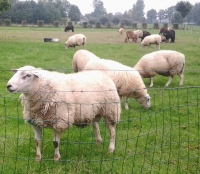 meeste schapen begin oktober al gedekt door Swifter ram Top Gun