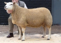 Drinkstone TEXEL Sale TOP 6000gns (7.560 Euro) (foto pjp1202907)