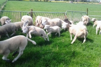 12 april schapen in de weide!