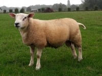 Engelse Texelaar ram Warrior 6390-13220 hoogste vleeslam index