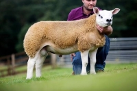 Lanark Texel sale 2014 duurste ramlam 145.000 Guines