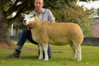 Drinkstone flock sells to 2800gns (FOTO)