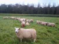 Swifter ooien in natuurgebied met ram Veelzijdigheid A392-32165