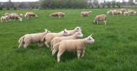 25 april schapen weer in de weide