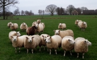 Gedekte Texelaar ooilammeren en Swifter ooien in de winterweide