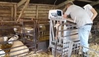 Ultrasound scanning Texel and Swifter sheep