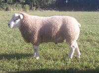 Kimbolton Your the Ram nieuwe import Engelse Texelaarram