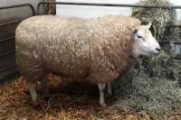 Swifter ram Vlaar A506-19903 met vreemd bloed