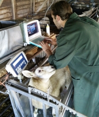 Engelse Texelaars gewogen en ultrasoon gescand voor Vleeslamindex
