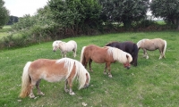 Bij warm weer proberen we voor schaduw te zorgen voor de pony