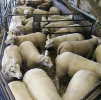 foto van de gescande lammeren Engelse Texelaar en Swifter