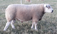 Engelse Texelaar ram All YOU NEED