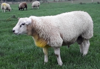 Jonge Engelse Texelaar ram AA Commandor uit Kimbolton Your the Ram moeder