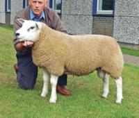 Record bedrag voor texelaarramlam in Carlisle