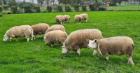 Alle schapen weer naar buiten na de Blauwtong periode